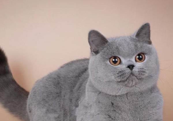 股涨柜 一只猫感到“孤独”，会有这6个特征，你家猫中了几个？